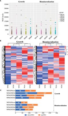 Transcription profiling reveals co-regulation mechanism of gene expression related to growth and mineralization induced by pearl cultivation in Hyriopsis cumingii